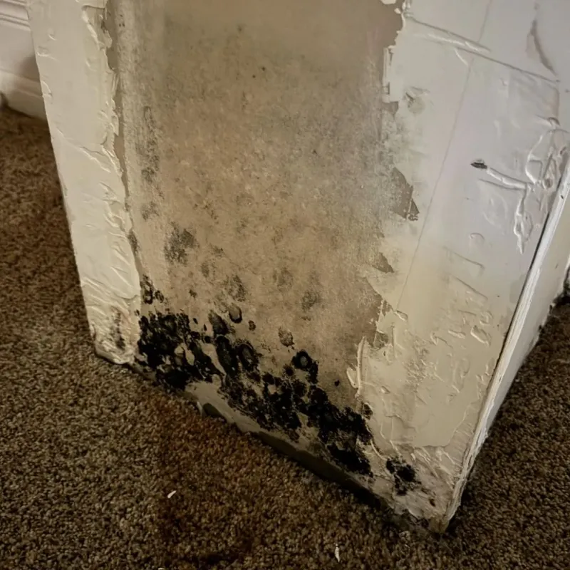 Professional Mold Removal in Selma, TX